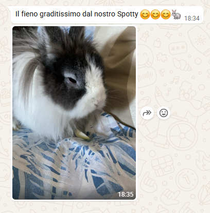 Spotty - Recensione dei nostri clienti fienoperconigli.it